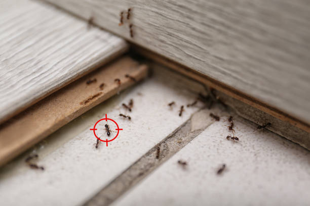 Best Commercial Pest Control Services  in Millbrook, NY