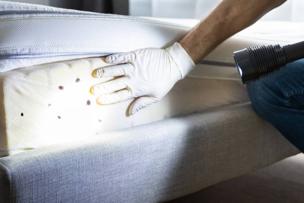 Best Mosquito Control Services  in Millbrook, NY